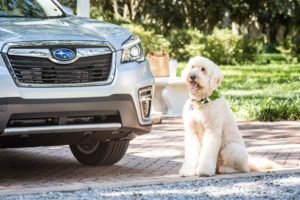 photograph of doodle, champ, next to a parked Subaru Forrester