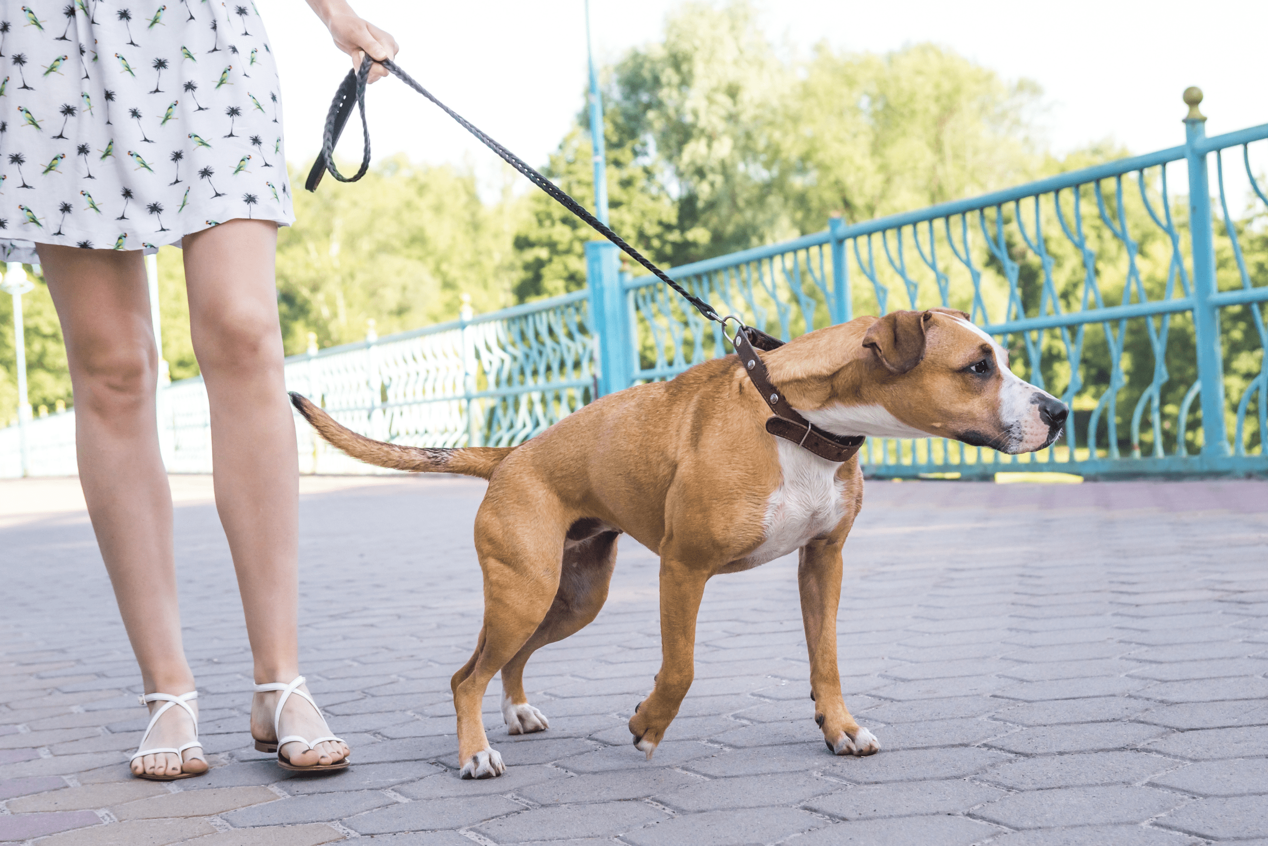 Reducing Leash Reactivity: The Engage-Disengage Game