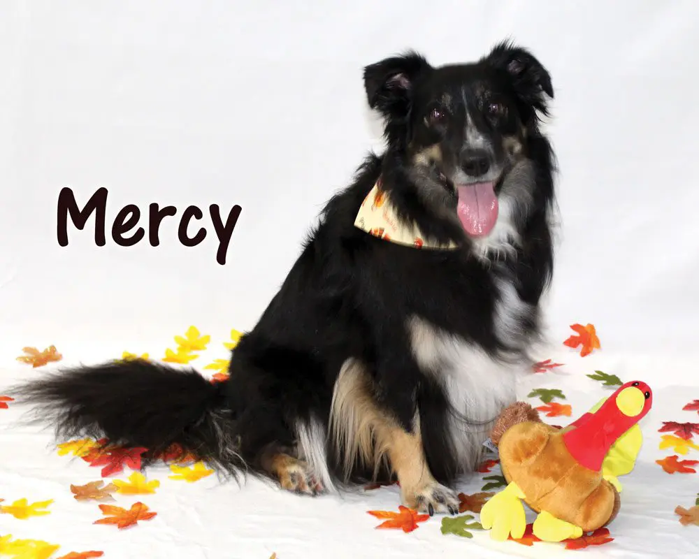 Dog-Harmony Mercy