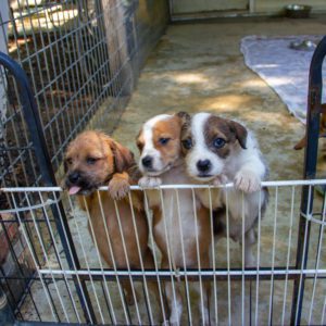 Photograph of puppies in a pen at the lucky puppy rescue