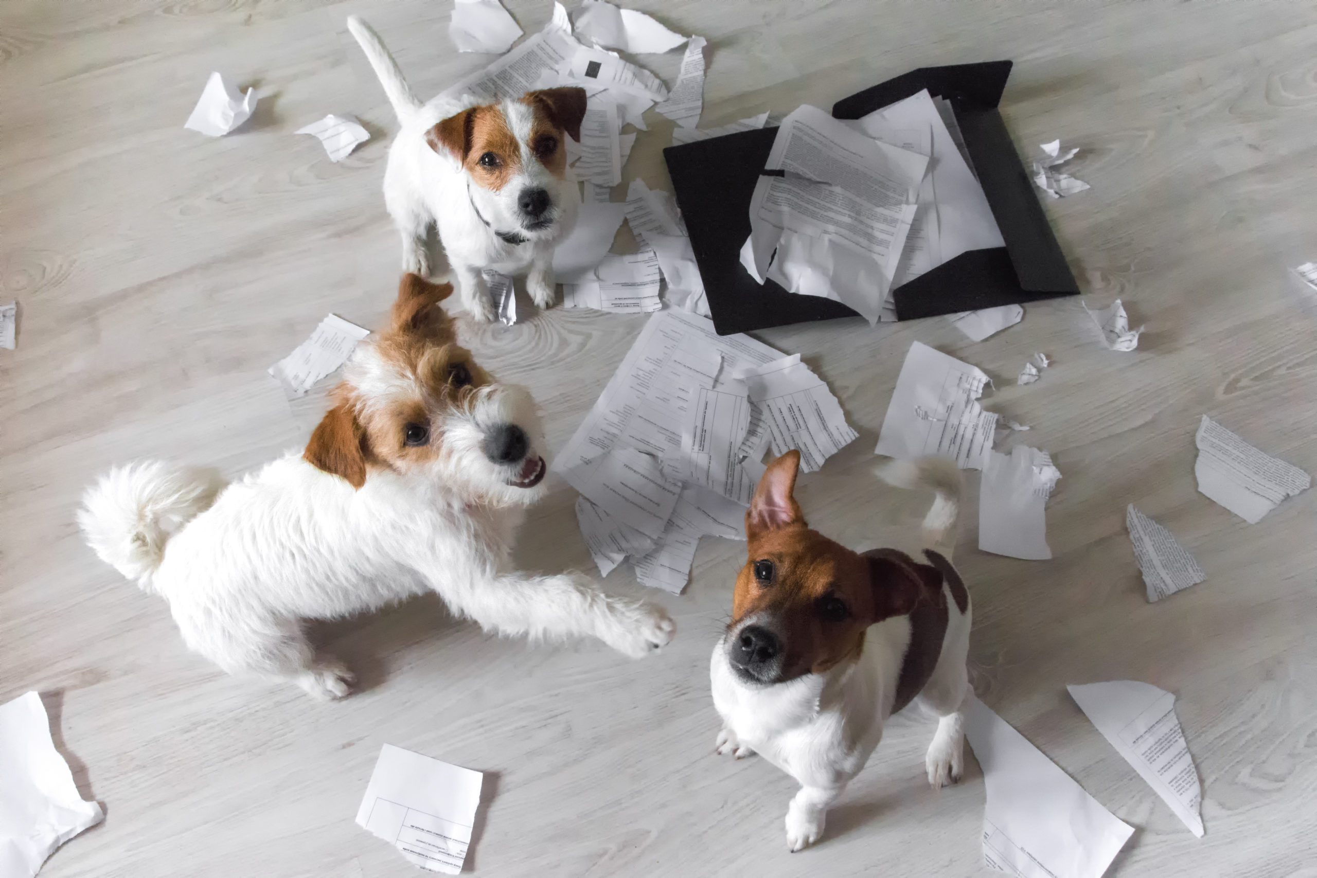 photograph of three jack Russel terriers standing over shredded paper files