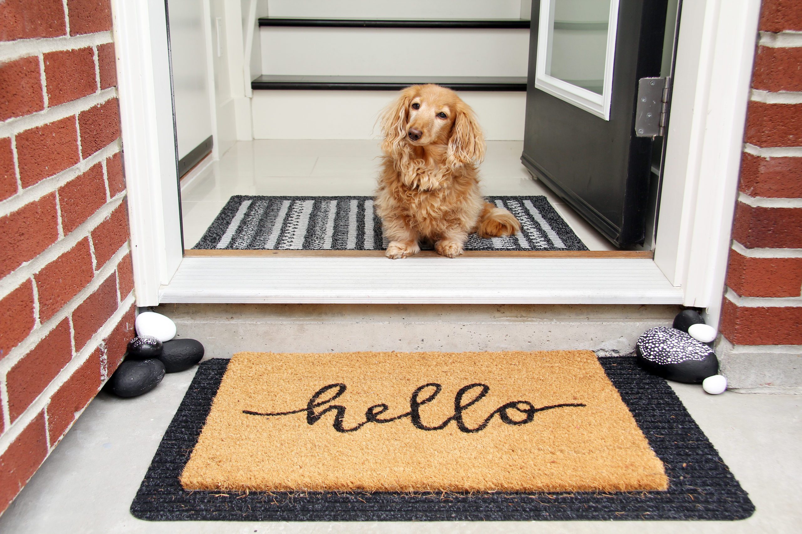 photograph of a small dog sitting in a doorway in front of a welcome mat that says "hello"
