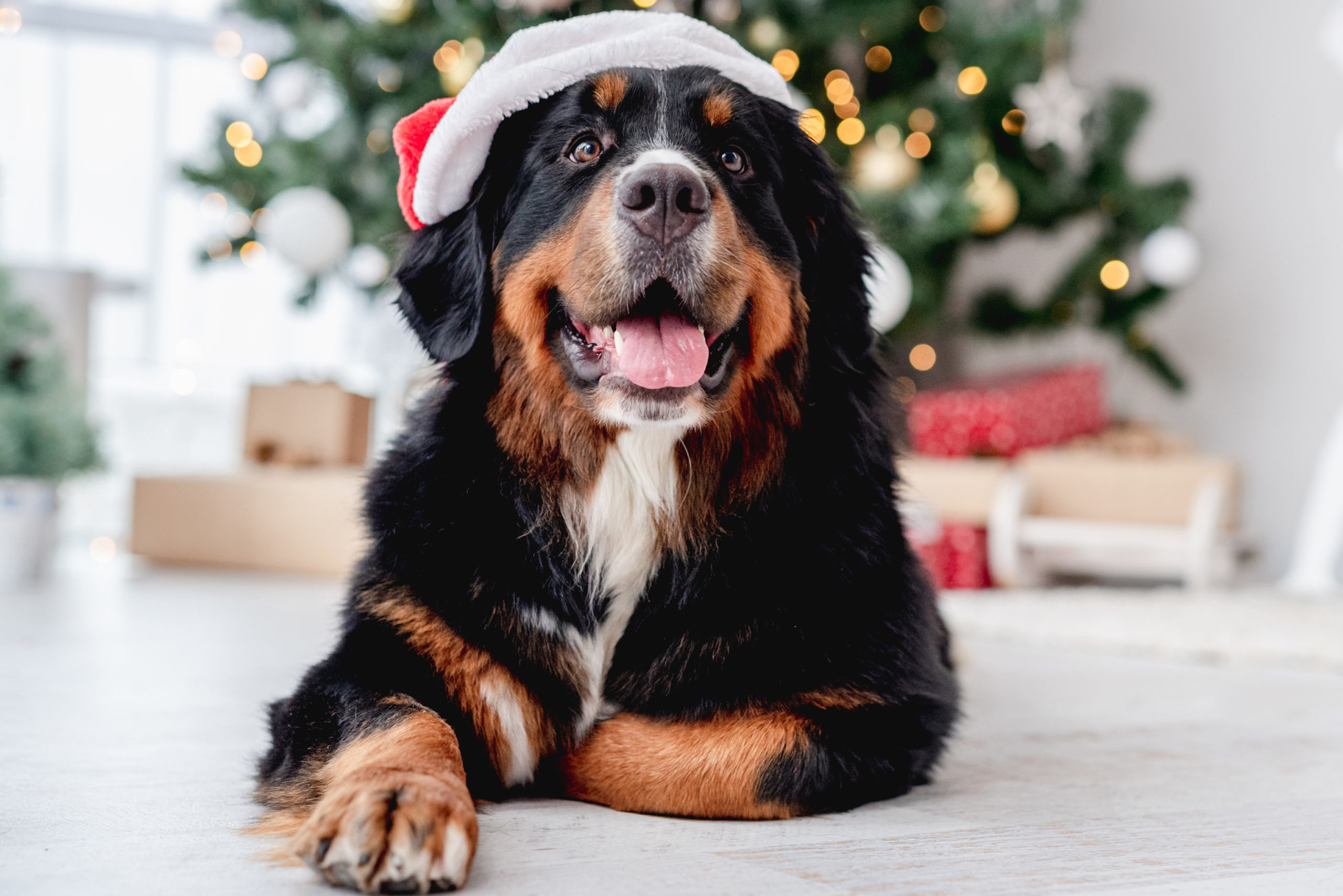 Photograph of a Rottweiler in a Santa hat for christmas
