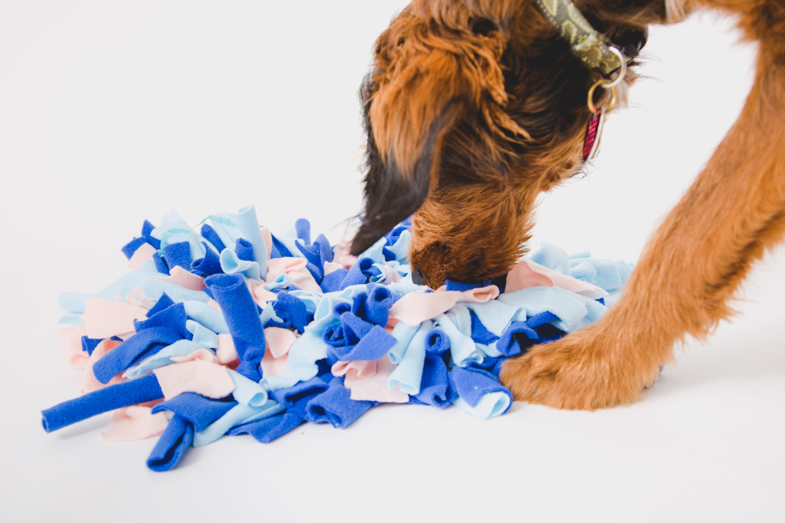 Dog sniffing for treats in a snuffle mat on the floor