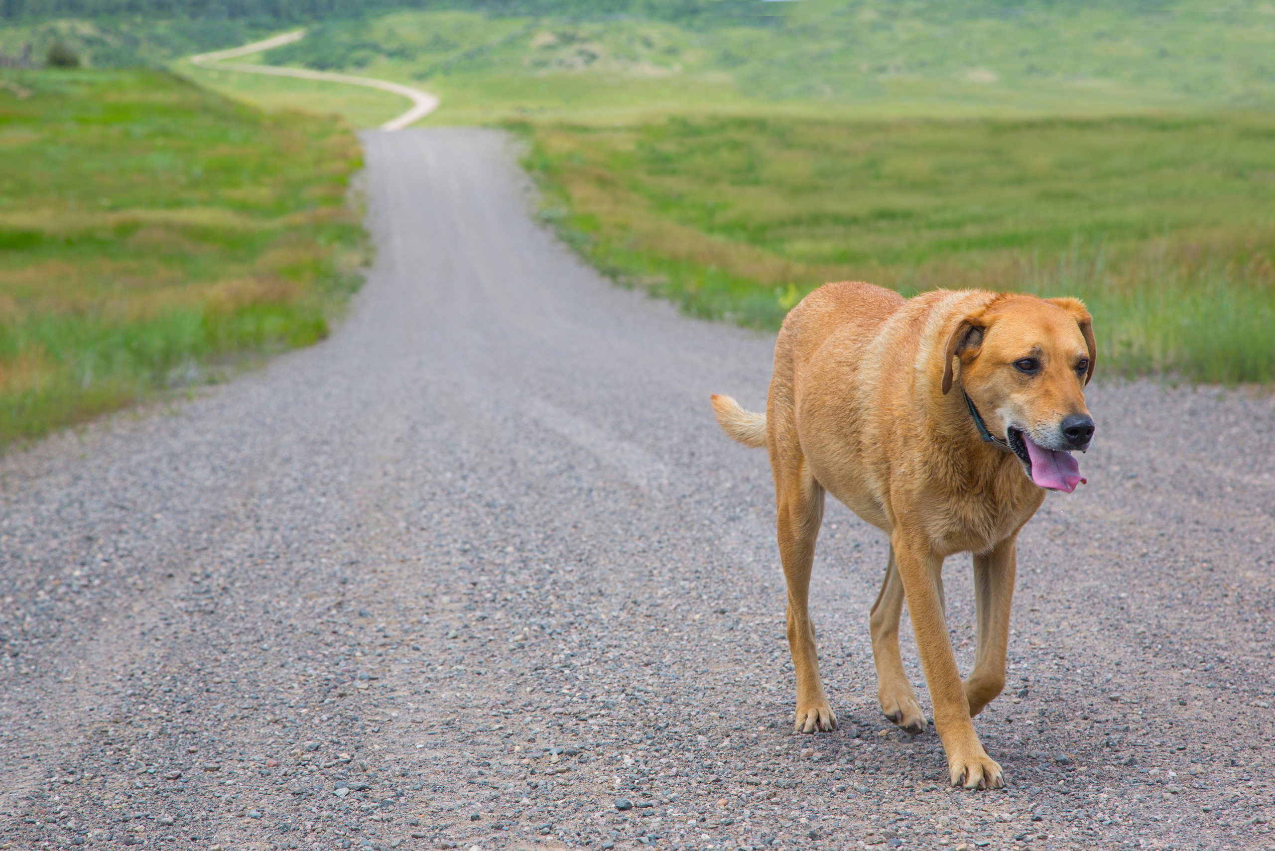 photograph of a brown mixed breed dog running down a road surrounded by empty field