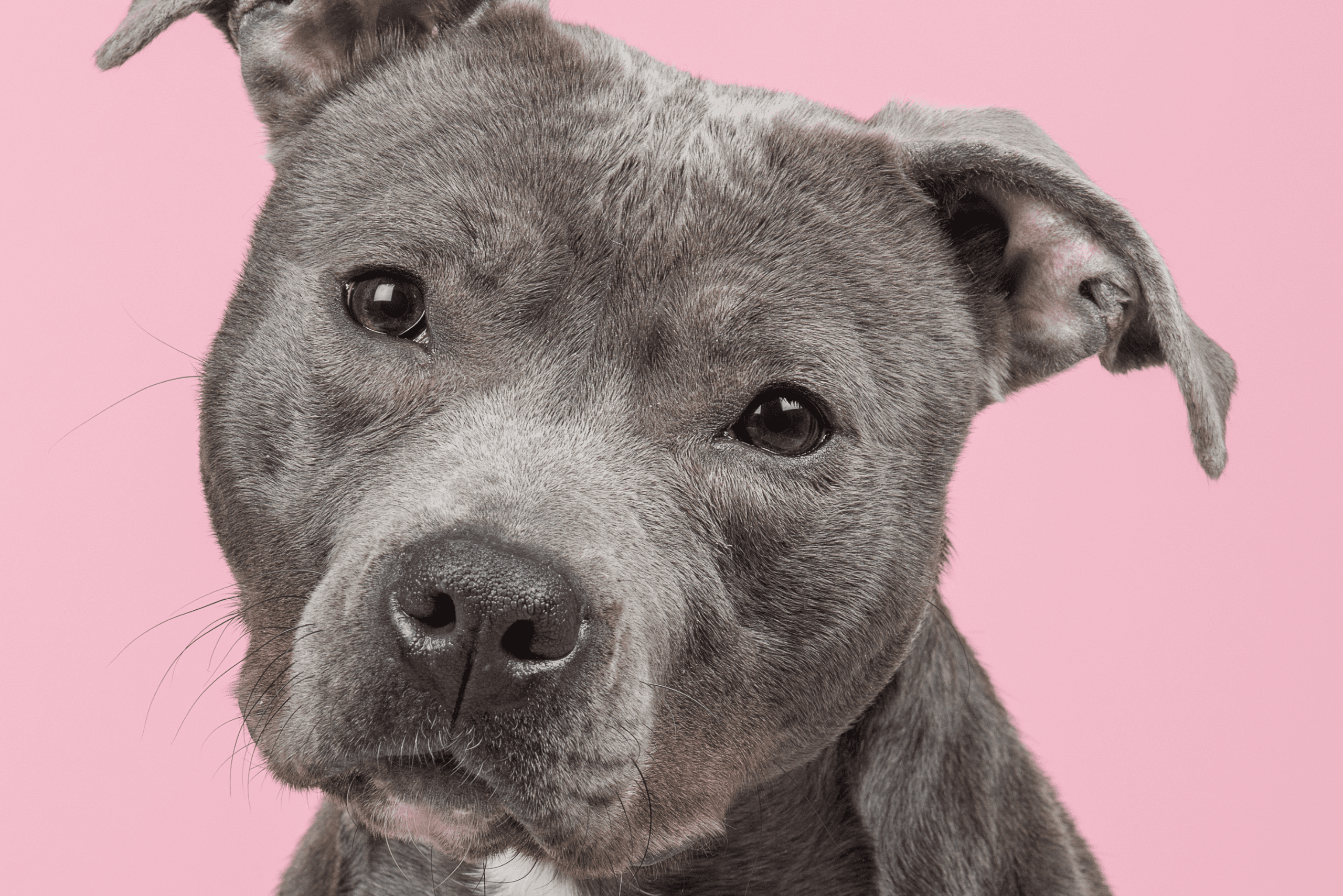 photograph of a pit bull-type dog with its held tilted looking at the camera with pink background