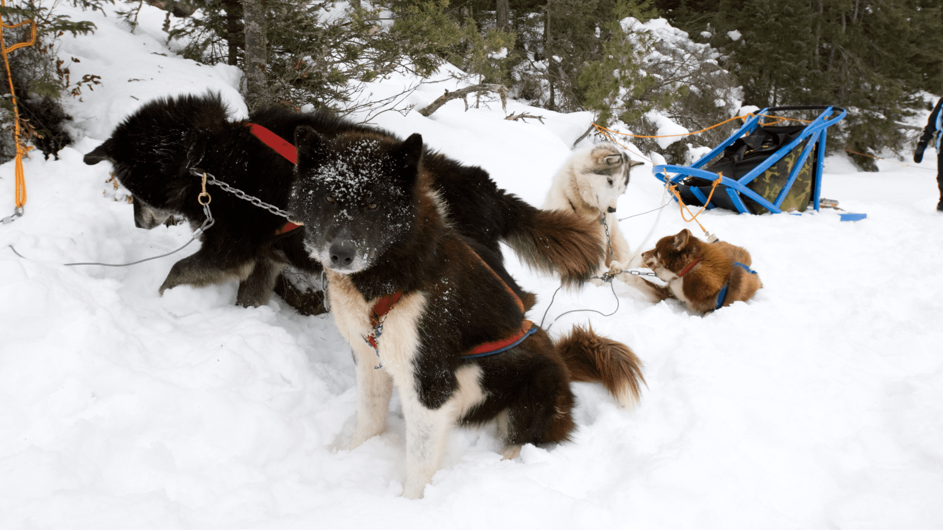a photograph of canadian inuit dog team attached to a sled waiting in the snow