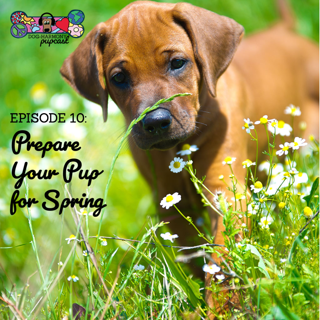 Episode 10: Prepare Your Pup for Spring