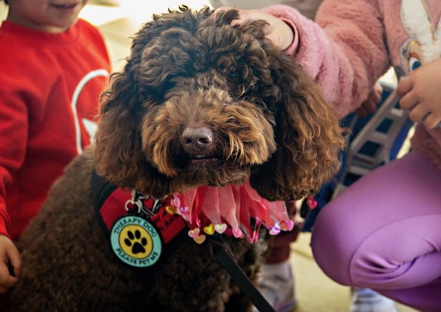 photography of murphy taylor, therapy dog